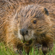 Illustration for article titled Mountain beavers evolved thicker teeth to eat volcanoes